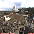 09_10-nest.jpg