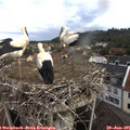 09_15-nest.jpg