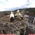 09_20-nest.jpg