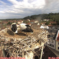09_30-nest.jpg