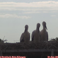 09_35-mast.jpg