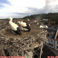 09_35-nest.jpg