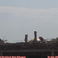 09_50-mast.jpg