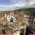 09_50-nest.jpg