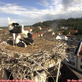 09_55-nest.jpg