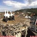 10_00-nest.jpg
