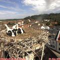 10_10-nest.jpg
