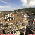 10_15-nest.jpg