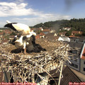 10_45-nest.jpg