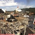10_50-nest.jpg