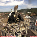 10_55-nest.jpg