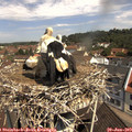 11_00-nest.jpg