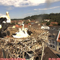 11_10-nest.jpg