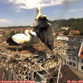 11_15-nest.jpg