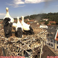 11_20-nest.jpg