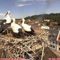 11_25-nest.jpg