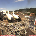 11_30-nest.jpg