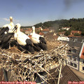 11_35-nest.jpg