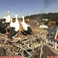 11_40-nest.jpg