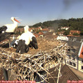 11_45-nest.jpg