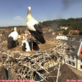 11_50-nest.jpg