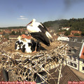 11_55-nest.jpg