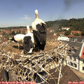 12_00-nest.jpg