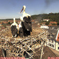 12_05-nest.jpg