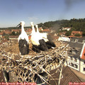 12_10-nest.jpg