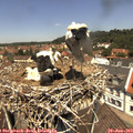 12_20-nest.jpg