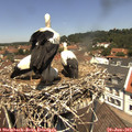 12_25-nest.jpg