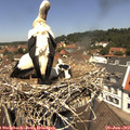 12_30-nest.jpg