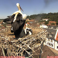 12_35-nest.jpg