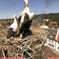 12_45-nest.jpg