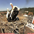 12_50-nest.jpg