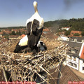 12_55-nest.jpg
