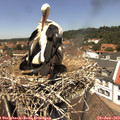 13_00-nest.jpg