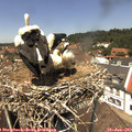 13_05-nest.jpg