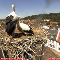13_10-nest.jpg