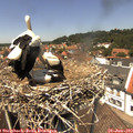 13_15-nest.jpg