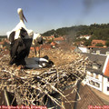 13_25-nest.jpg