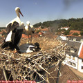 13_30-nest.jpg