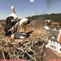 13_35-nest.jpg