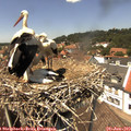 13_40-nest.jpg
