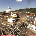 13_45-nest.jpg
