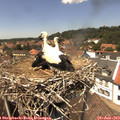 13_50-nest.jpg