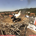 13_55-nest.jpg