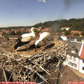 14_00-nest.jpg