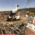 14_05-nest.jpg