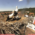 14_10-nest.jpg